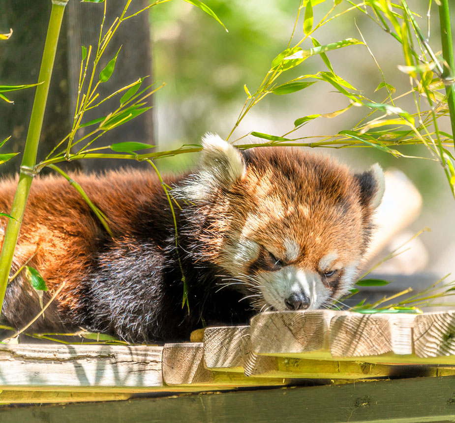 Audubon Zoo
